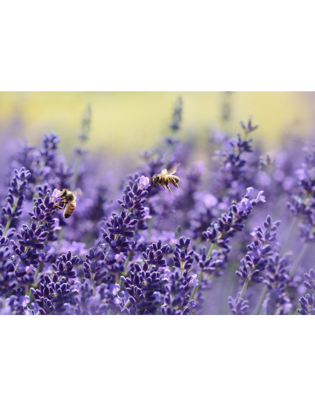 HUILE ESSENTIELLE DE LAVANDIN  "GROSSO" DE PROVENCE 50ML